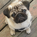 Pugs Wallpapers mobile app icon