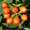 Rose Hips