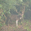 Chital or Spotted Deer