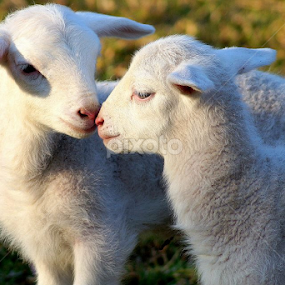 Cute Kisses by Carleen Corrie - Animals Other Mammals