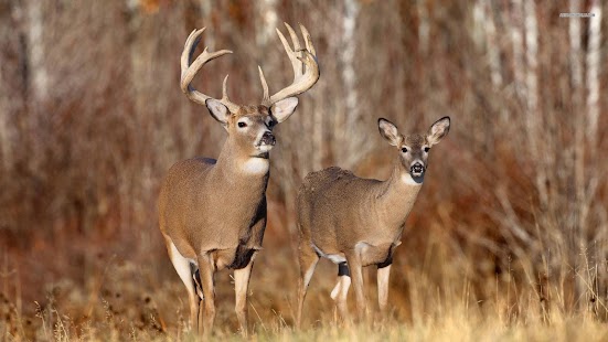 How to download Deer Wallpapers 2.0.6 unlimited apk for android