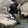 Little Pied Cormorant