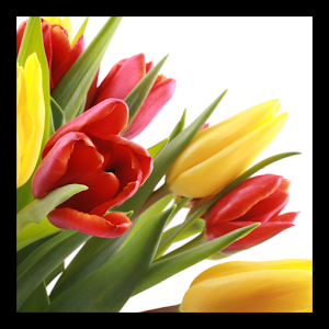 Tulips PRO live wallpaper