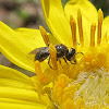 Small Carpenter Bee feeding on Goldenbush Flower
