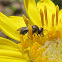 Small Carpenter Bee feeding on Goldenbush Flower