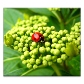 Motoblur HD Apex / Nova Theme