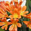Drooping Clivia