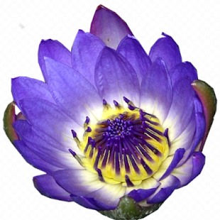 How to mod Flowers For Mom Game 1.0 apk for android