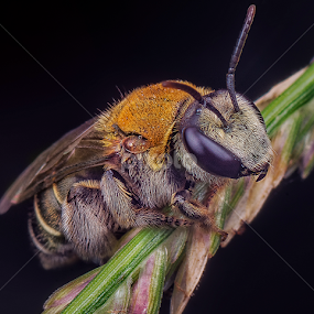 by SweeMing YOUNG - Animals Insects & Spiders