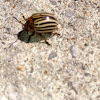 Potato Beetle