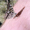 Hackberry Emperor Butterfly