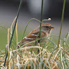 American Tree Sparrow