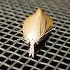 Rice Stem Borer moth