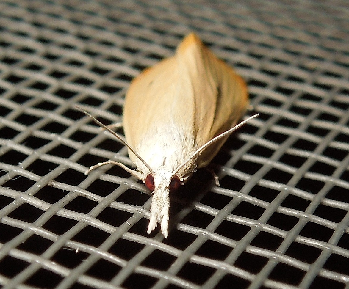 Rice Stem Borer moth