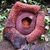 Rafflesia 