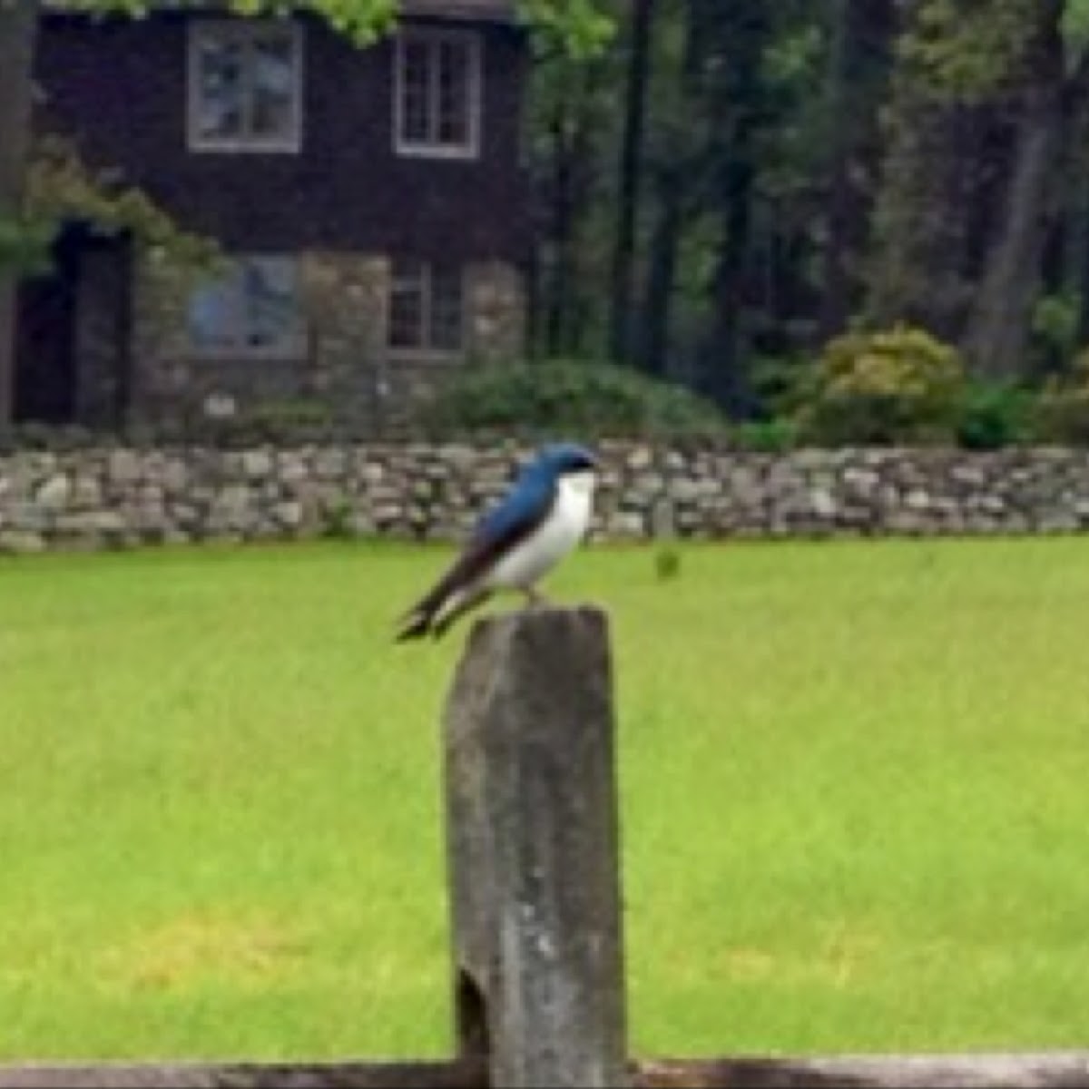 Tree swallow