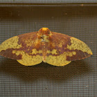 Imperial Moth