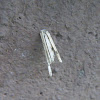 Bagworm Moth