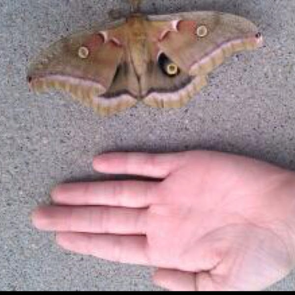 Polyphemus Moth Project Noah