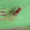 Striped Lauxaniid fly
