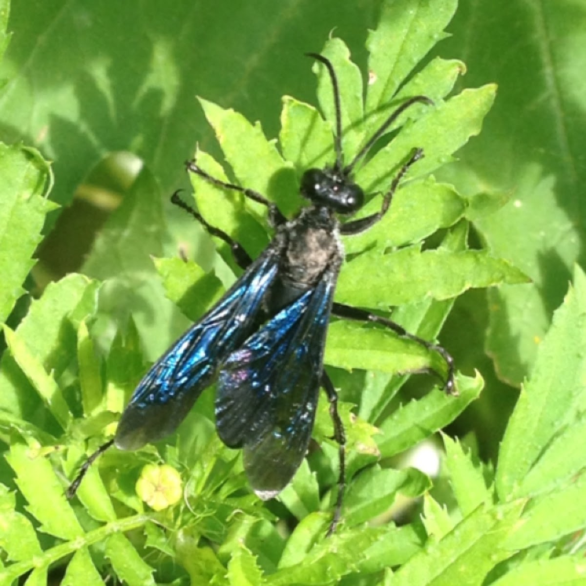 Great black wasp