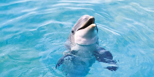 Dolphins Live Wallpaper