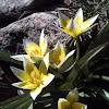 crocus, on a rare warm day at 10,00 feet