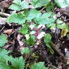 White Baneberry