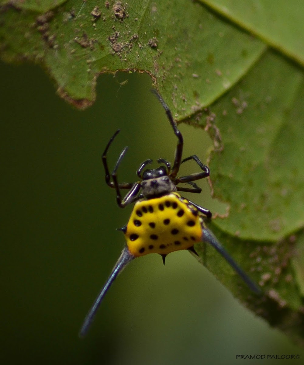 Thorn Spider