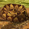 Central American Jumping Pit-viper