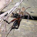 Spider eating cricket