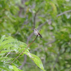 Ruby-throated Hummingbird