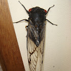 Black Prince Cicada