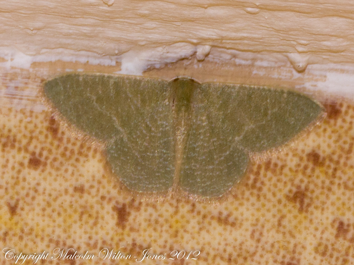 Emerald Moth?