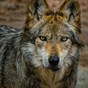 WOLF by Paulo Peres - Animals Other Mammals