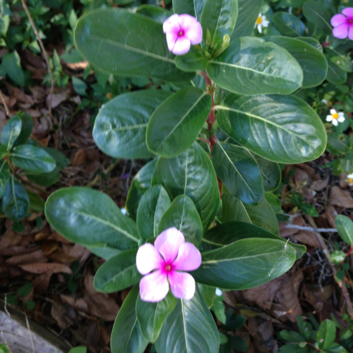 Madagascar periwinkle