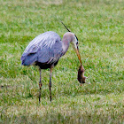 Great Blue Heron