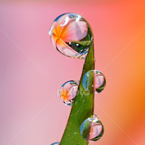 Pinky dews by Citra Hernadi - Nature Up Close Natural Waterdrops
