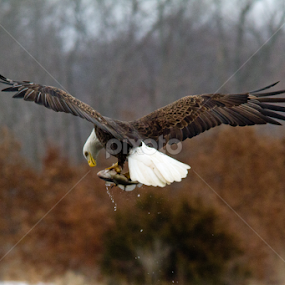 Look what I got by Robert Huebner - Animals Birds