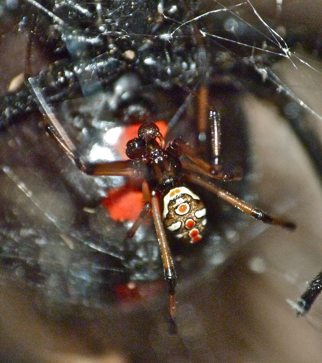 Black widow spider (juvenile male)
