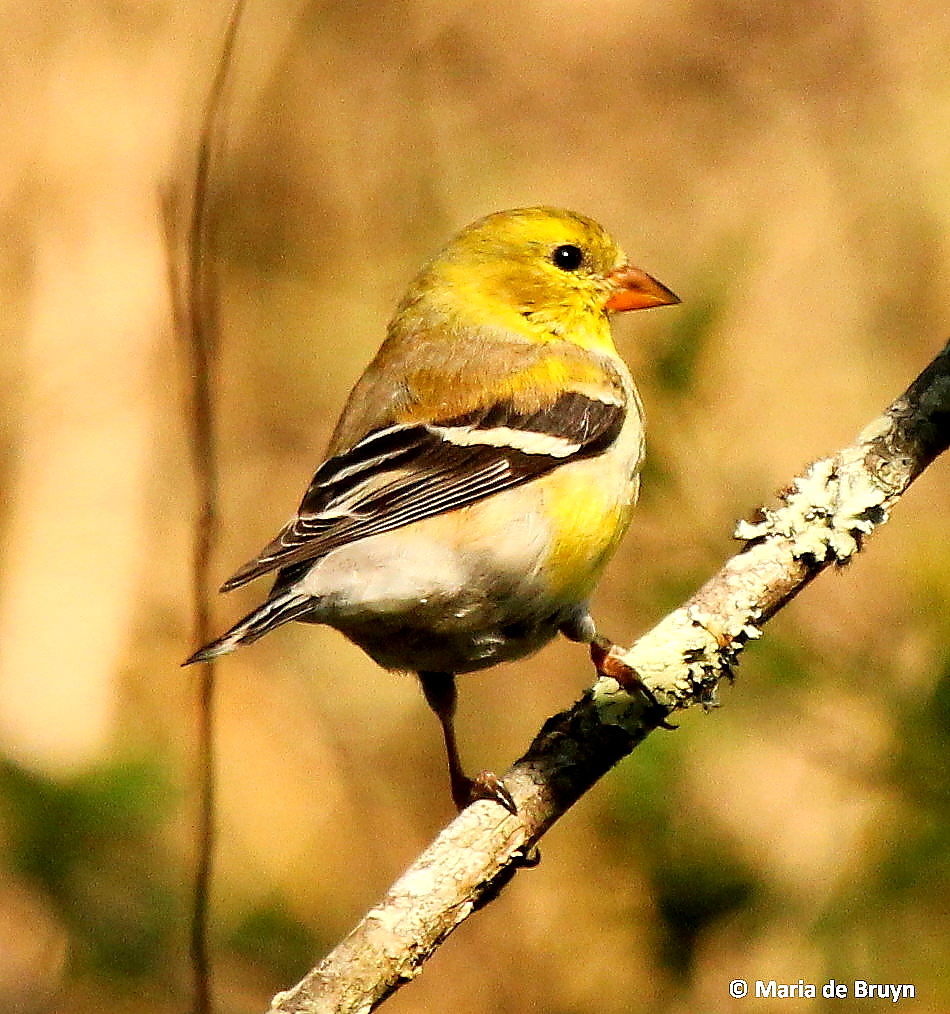 American goldfinch, female