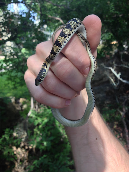 Checkered Garter Snake | Project Noah