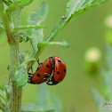 seven-spot ladybird / Biedronka siedmiokropka