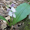 Purple-hooded orchis