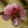 Peach flower