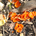 Orange Peel mushroom