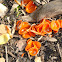 Orange Peel mushroom