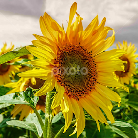 Sunflower by Hamos Gyozo - Flowers Flowers in the Wild
