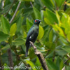 Asian Glossy Starling