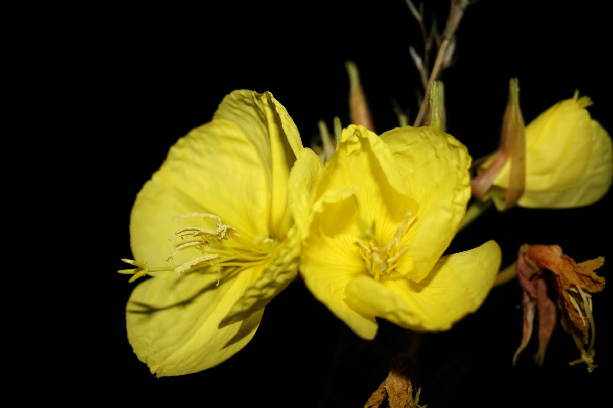 Evening primrose